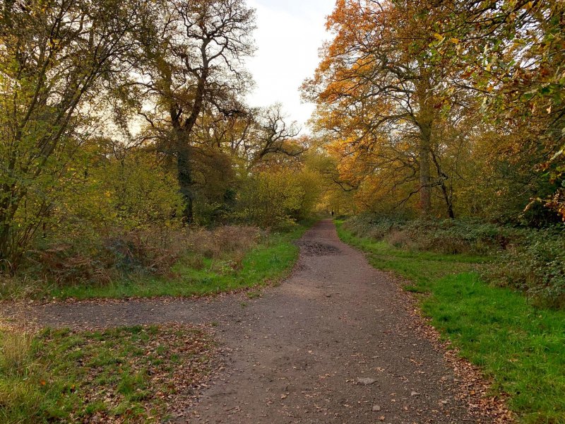 Bookham-commons-woodlands-path