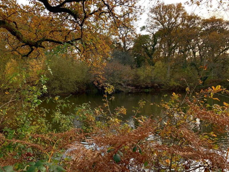 Lower-hollows-pond-bookham-commons