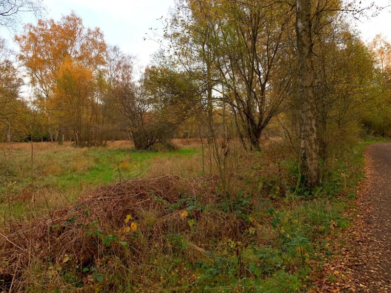 grasslands-at-bookham-commons