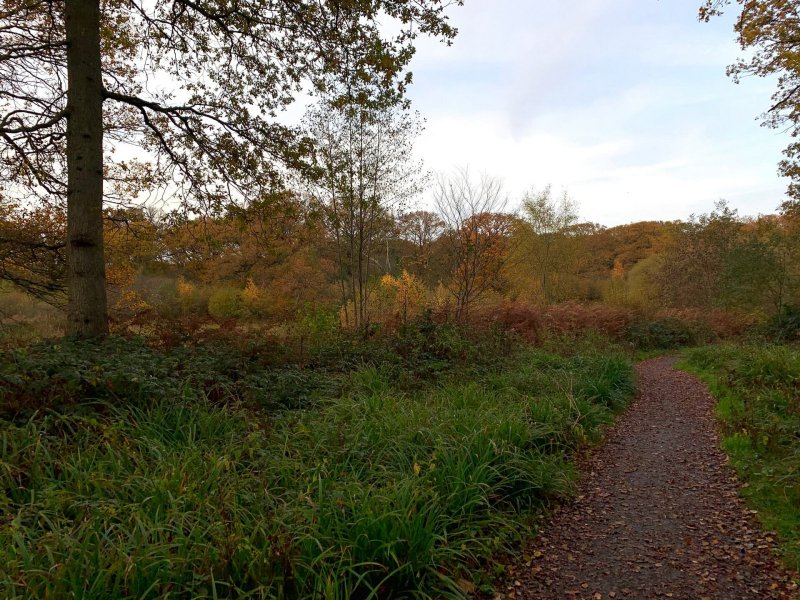 isle-of-wight-pond-bookham-commons