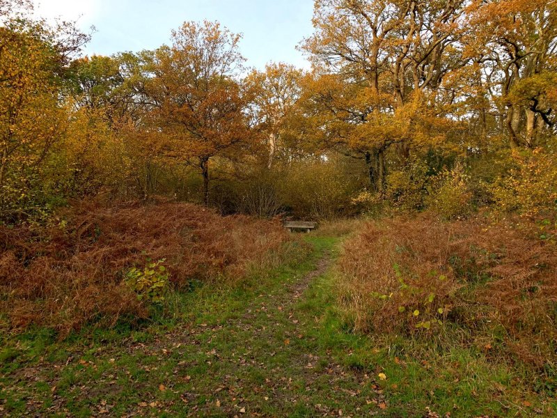 picnic-bench-near-lower-hollows-pond-bookham-commons