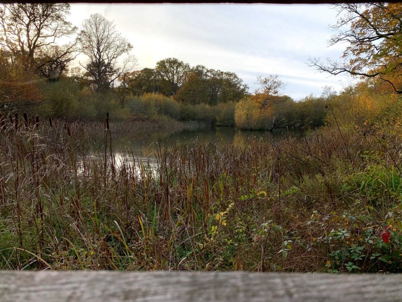 upper-eastern-pond-bookham-commons