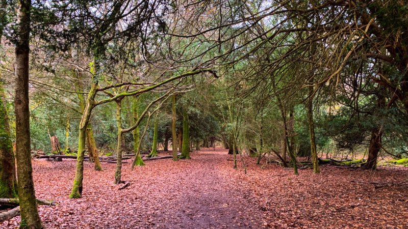 Box-hill-autumn-day-walk-and-trees