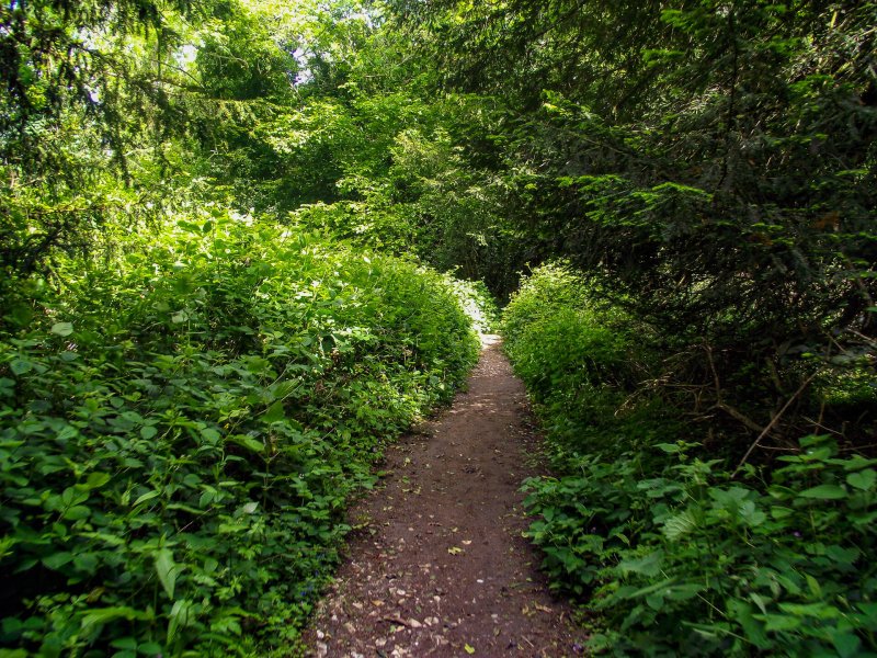Box-hill-bushy-path