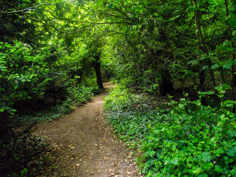 Box-hill-path-on-a-bright-day