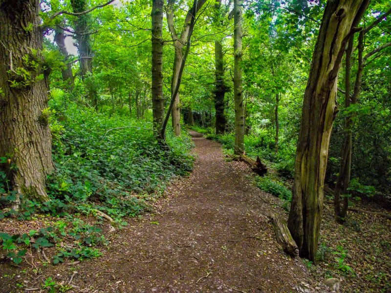 Box-hill-path-trees-walk