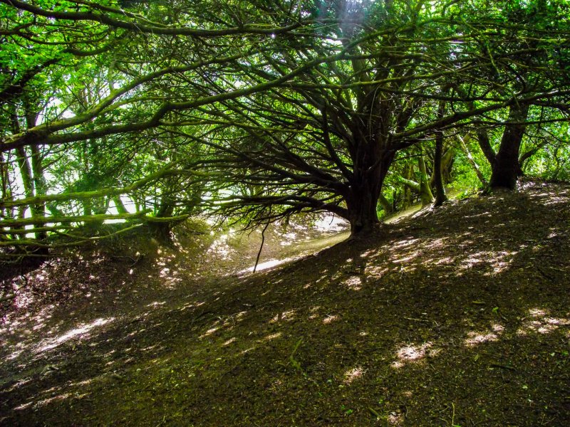 Box-hill-sun-light-through-trees