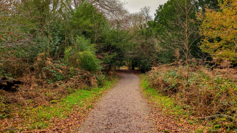 Box-hill-walk-autumn-day-2