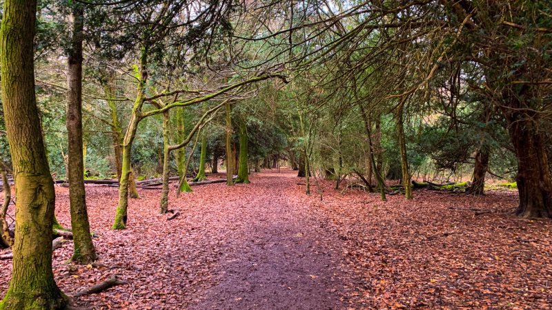 Box-hill-walk-autumn-day-amongst-trees