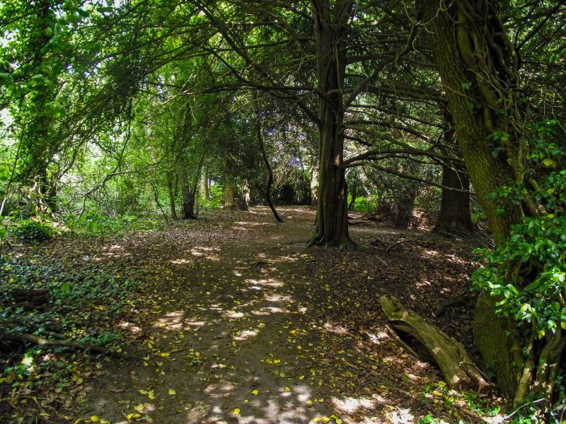 Box-hill-walk-canopy-of-trees