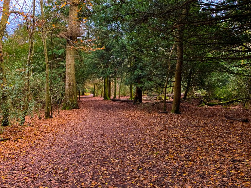 Box-hill-walk-on-a-autumn-day