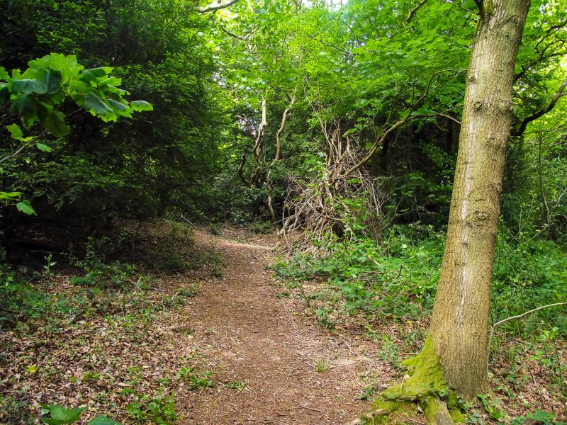 Box-hill-walking-path