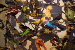 1_Stuffed-birds-showcase-in-Attingham-Park