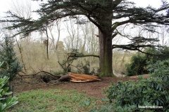 Fallen-tree-in-Attingham-Park
