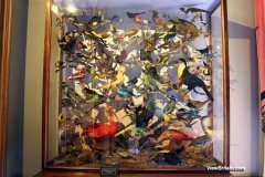 Stuffed-birds-showcase-in-Attingham-Park