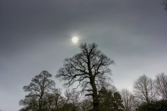 cloudy-day-sun-and-trees-attingham-park