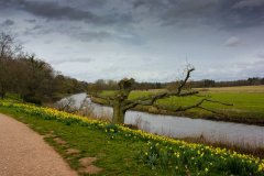 riverside-walk-near-attingham-park