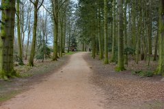 woodland-walk-attingham-park
