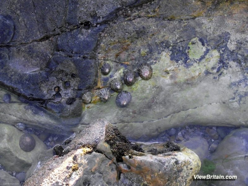 Cockles-strewn-around-rocky-beach-in-Chapmans-Pool