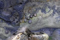 Cockles-strewn-around-rocky-beach-in-Chapmans-Pool