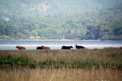Cows-resting-by-the-Derwentwater-Lake-Keswick
