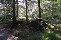 Densely-wooded-plantation-in-Derwentwater-shorelines-Keswick