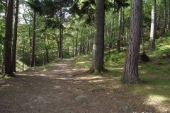 Extensively-wooded-Derwentwater-shoreline-Keswick-Lake-District
