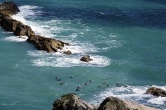 Swimming-Snorkeling-near-Durdle-Door-Lulworth-Dorset-England