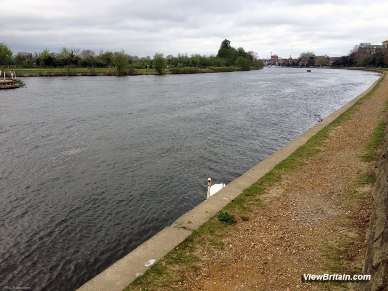 Majestic-Swan-at-River-Thames-Kingston