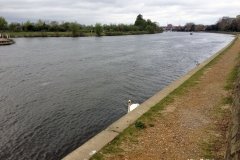 Majestic-Swan-at-River-Thames-Kingston