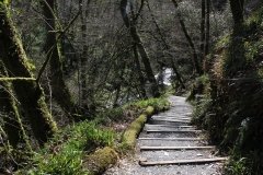 walk-at-lydford-gorge-with-steps