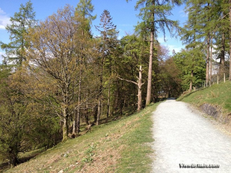 Linear-straight-path-along-the-east-side-of-Tarn-Hows-lake