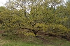 a-beautiful-tree-at-tarn-hows-lake-walk