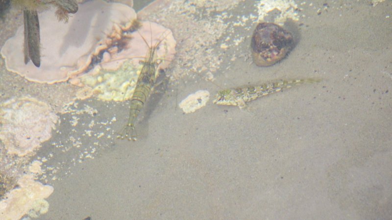 Kimmeridge_bay-rock-pooling-shrimp