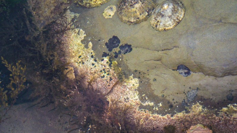 Kimmeridge_bay-rock-pooling