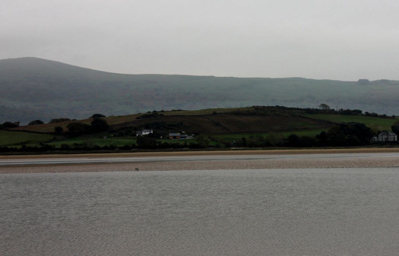 portmeirion-estuary-heron-catching-fish