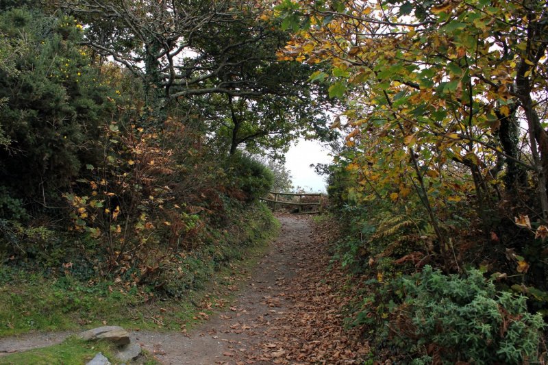 portmeirion-woodland-walk-1