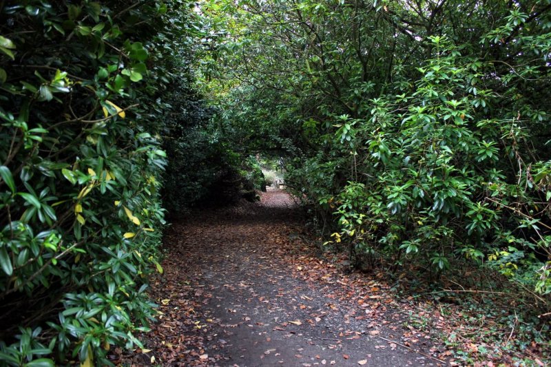 portmeirion-woodland-walk-3