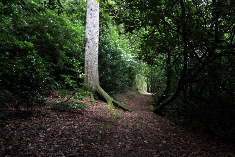 portmeirion-woodland-walk-large-tree