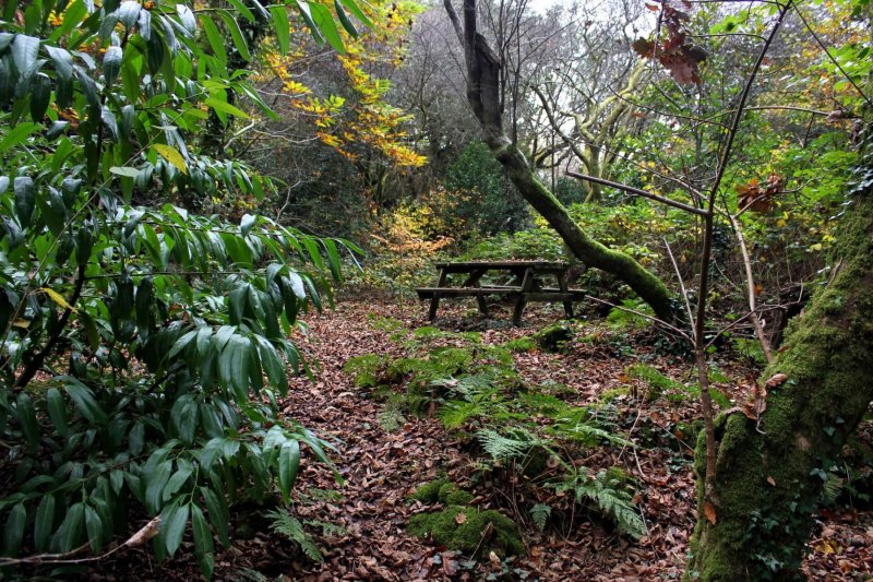 portmeirion-woodland-walk-picnic-bench