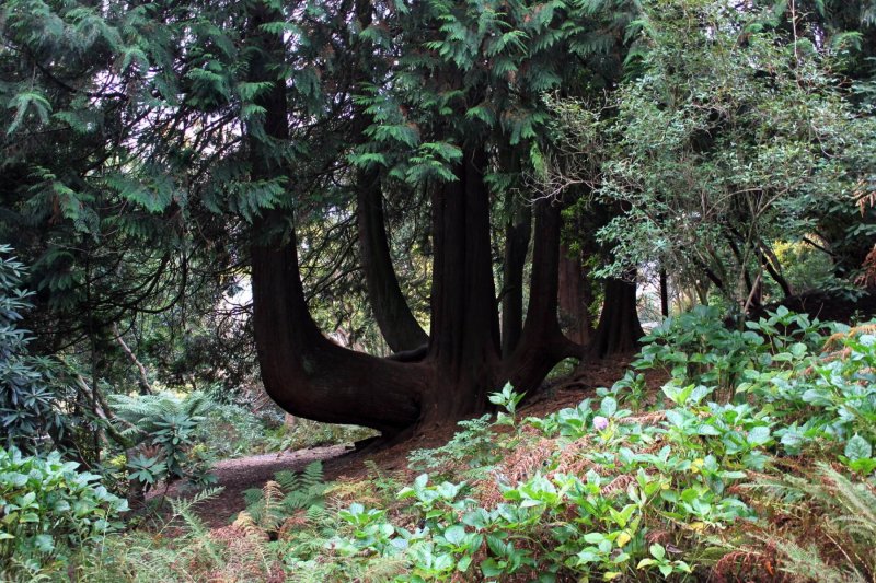 woodlands-in-portmeirion
