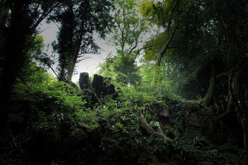Puzzlewood-ancient-trees