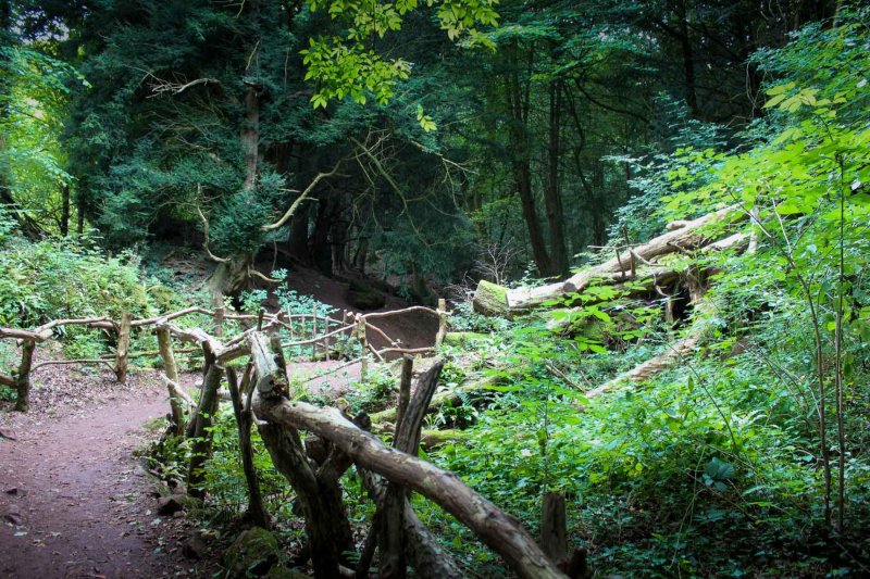 Puzzlewood - Forest of Dean