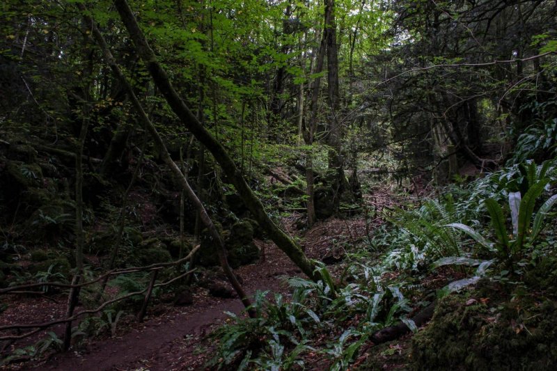 Puzzlewood-meandering-walks