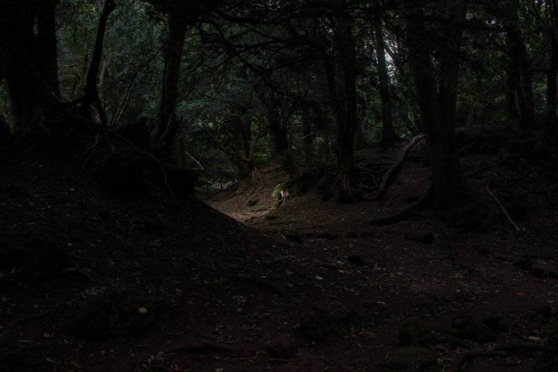 Puzzlewood-mysterious-paths-and-walks