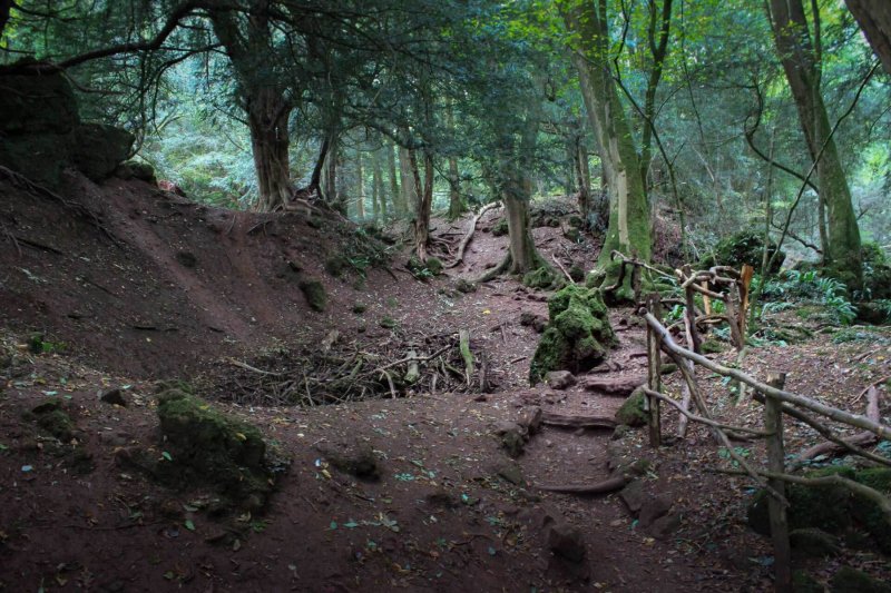 Puzzlewood-on-a-cloudy-day