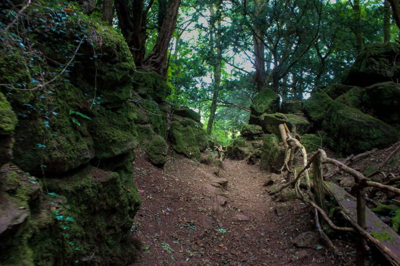 Puzzlewood-paths-2