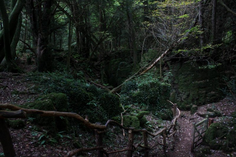 Puzzlewood-paths-woodland-walk
