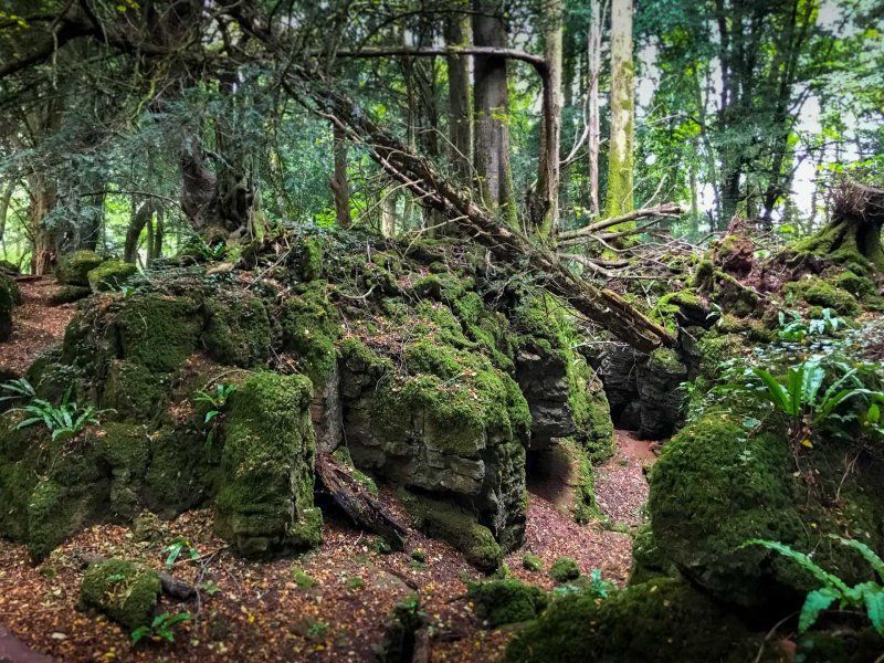 Puzzlewood - Forest of Dean