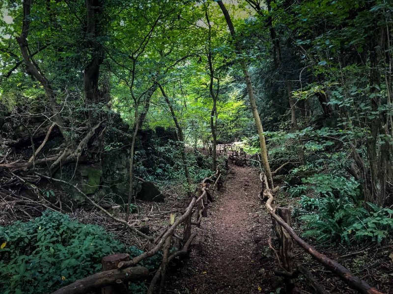 Puzzlewood - Forest of Dean
